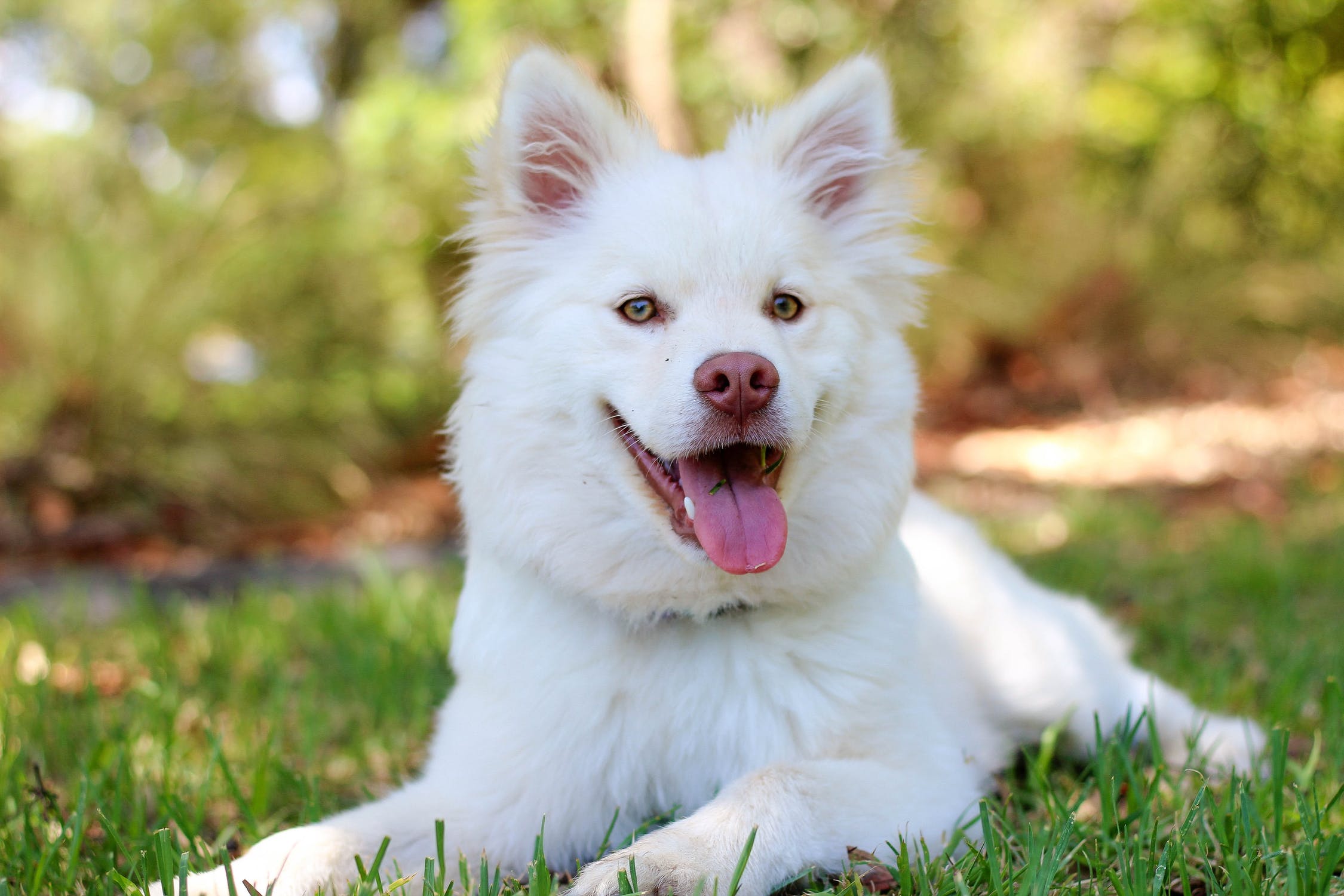 Can You Include Your Dog in Your Estate Plan?